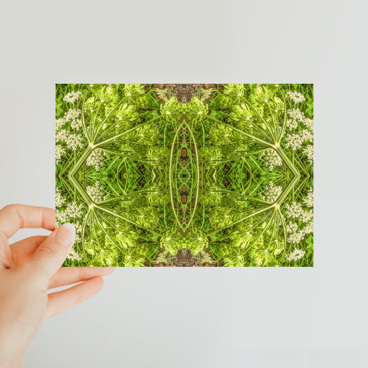 Classic Postcard - Cow Parsley Print - Psychedelic Voyager Art Collection